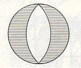 Diagram of a cat's eye